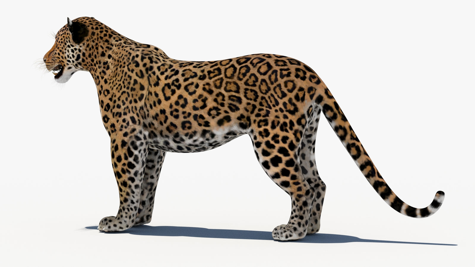 Leopard 3D Model 360° view 1 frame 25