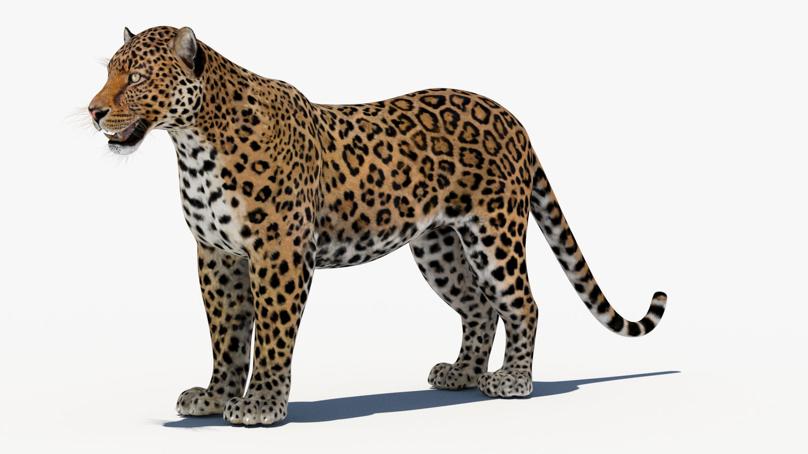 Leopard 3D Model 360° view 1 frame 31