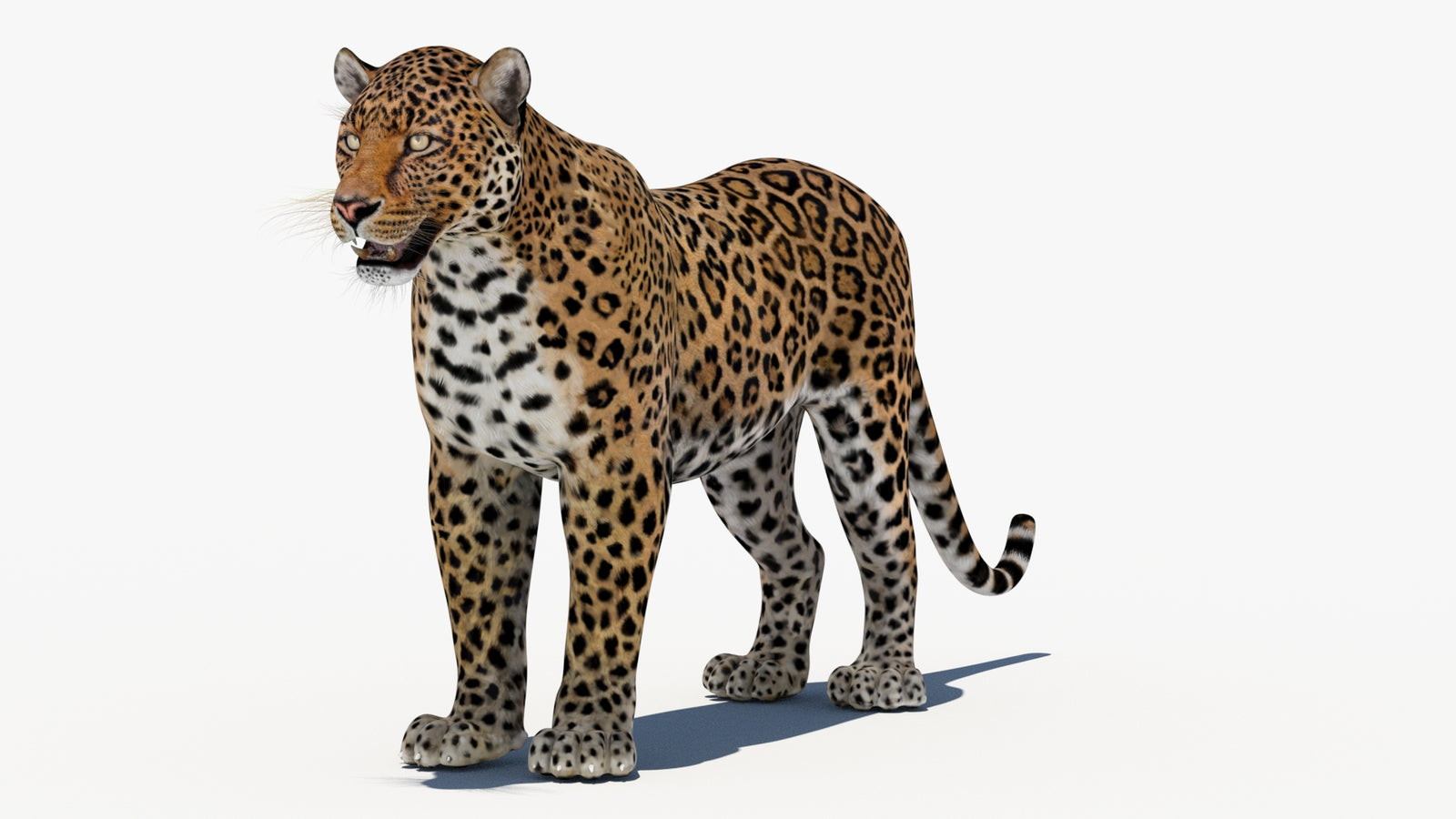 Leopard 3D Model 360° view 1 frame 33