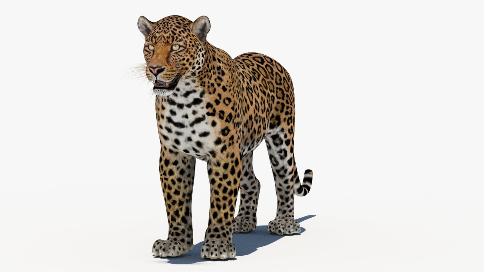 Leopard 3D Model 360° view 1 frame 34