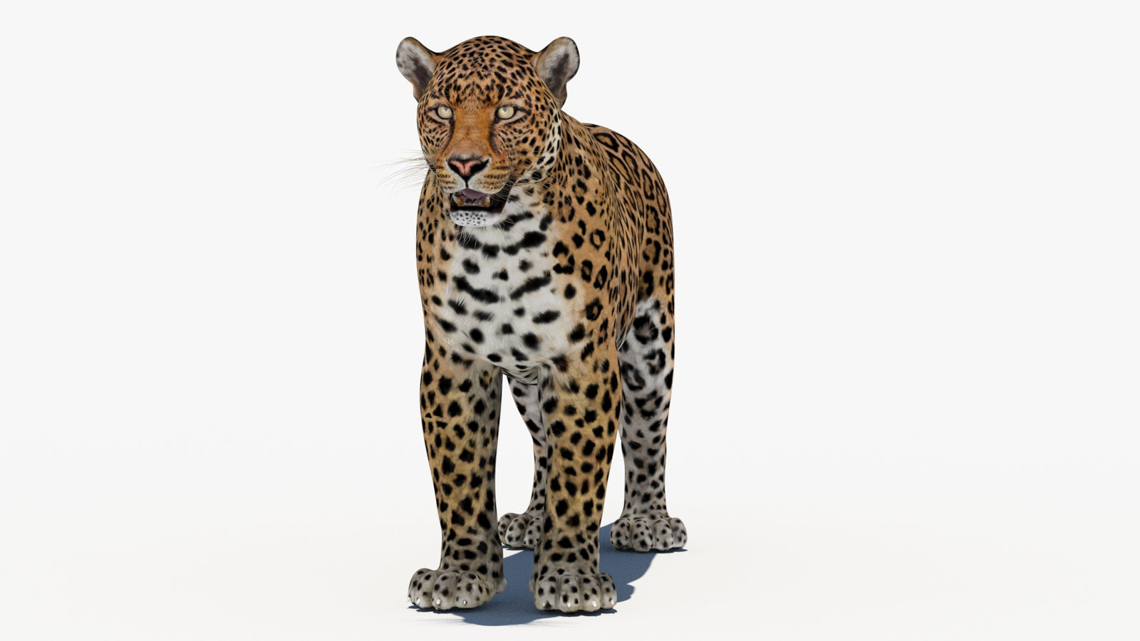 Leopard 3D Model 360° view 1 frame 35