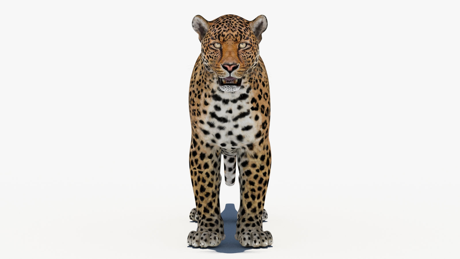 Leopard 3D Model 360° view 1 frame 36