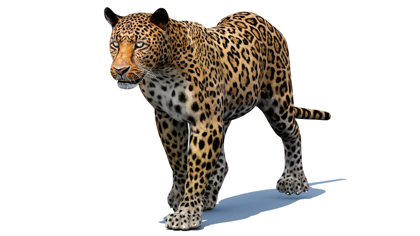 Leopard 3d Model Animated