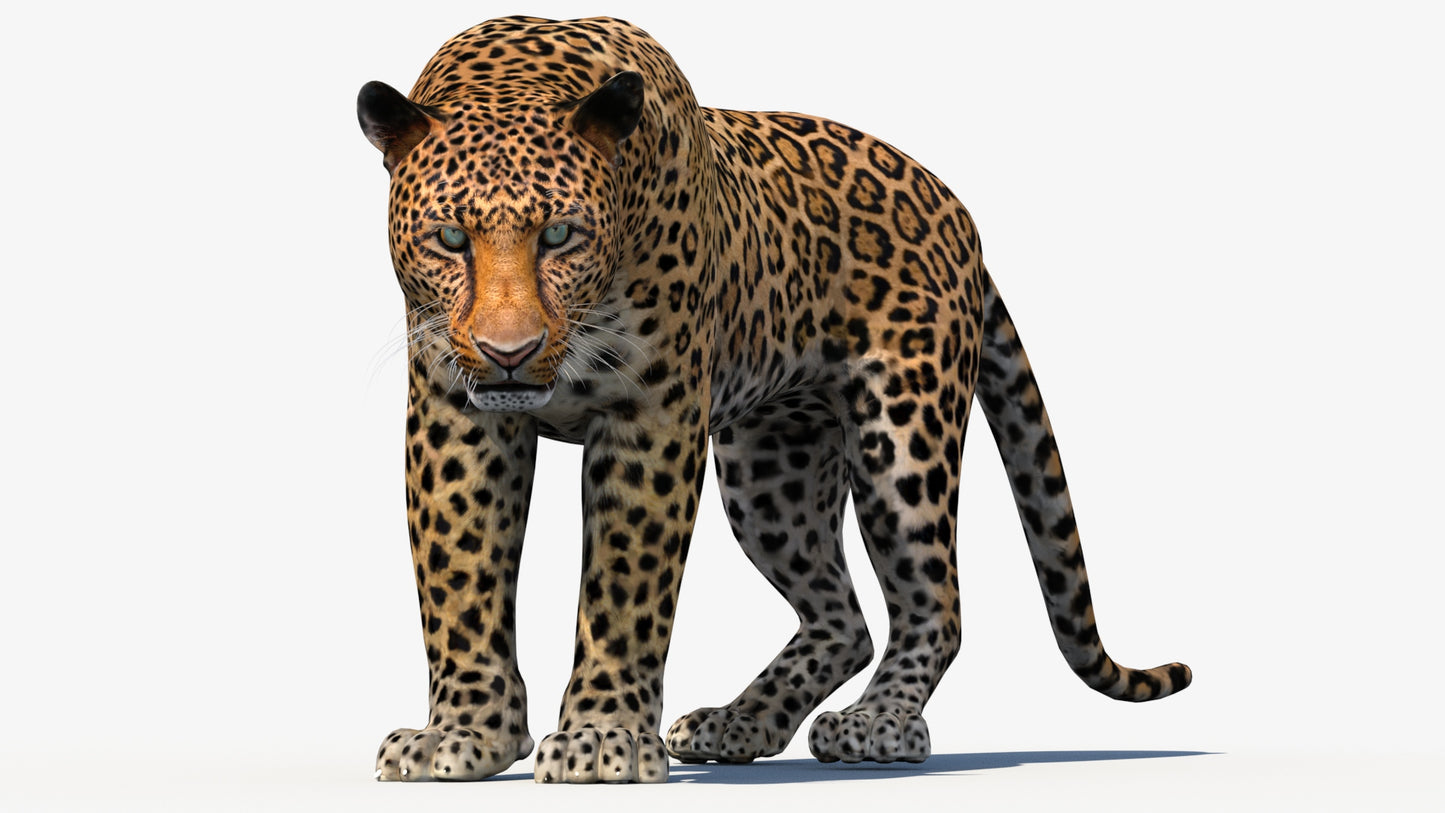 Leopard 3d Model Animated