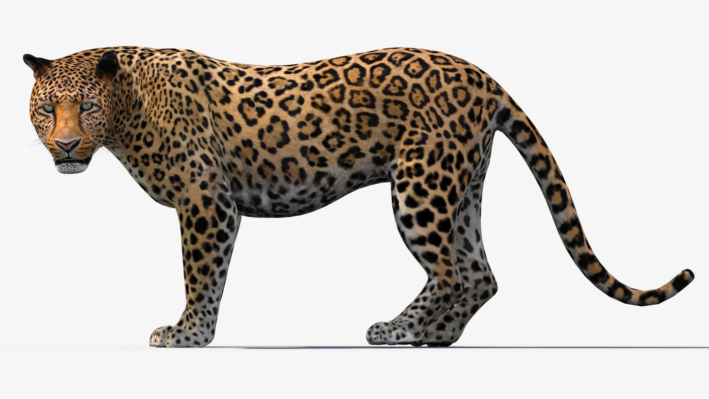 Leopard 3d Model Animated