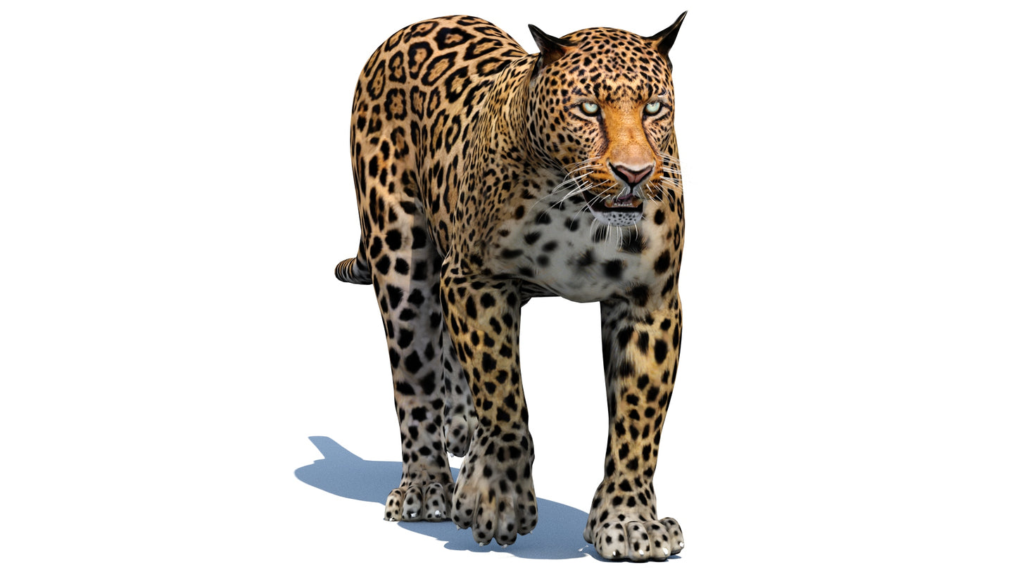 Leopard 3d Model Animated