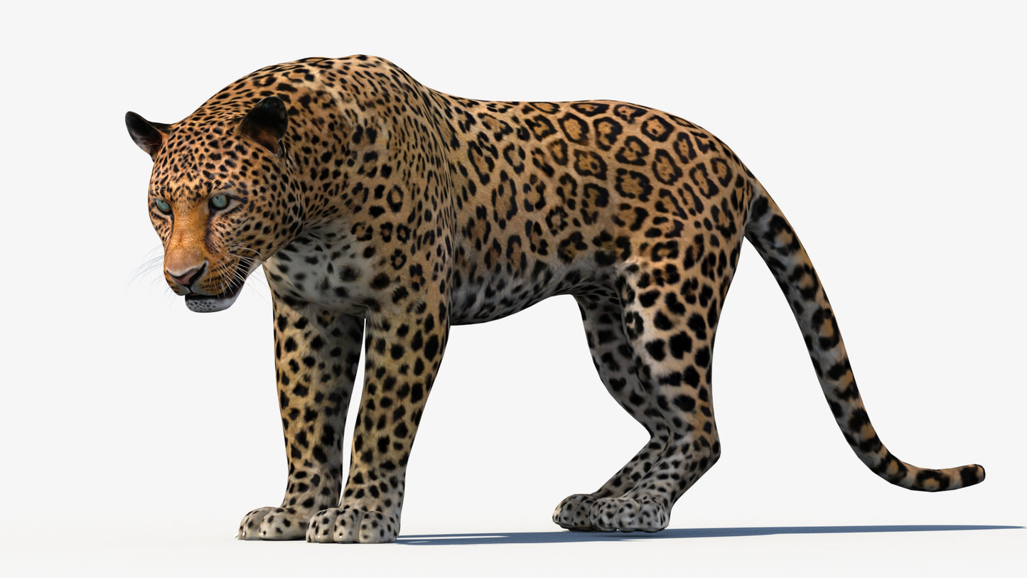 Leopard 3d Model Animated