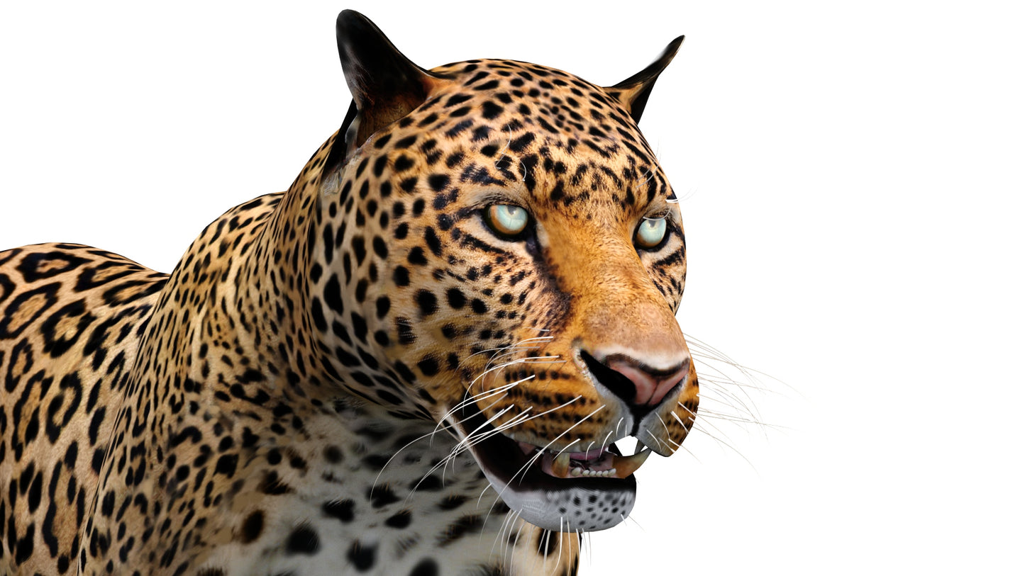 Leopard 3d Model Animated