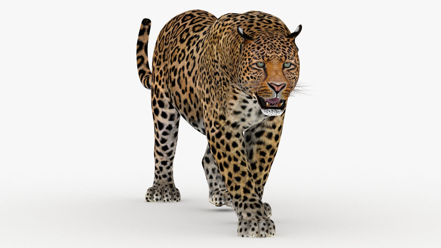 Leopard 3d Model Animated