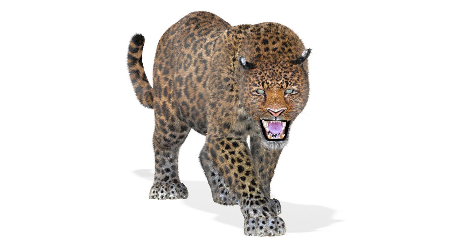Leopard Animated Fur 3D Model