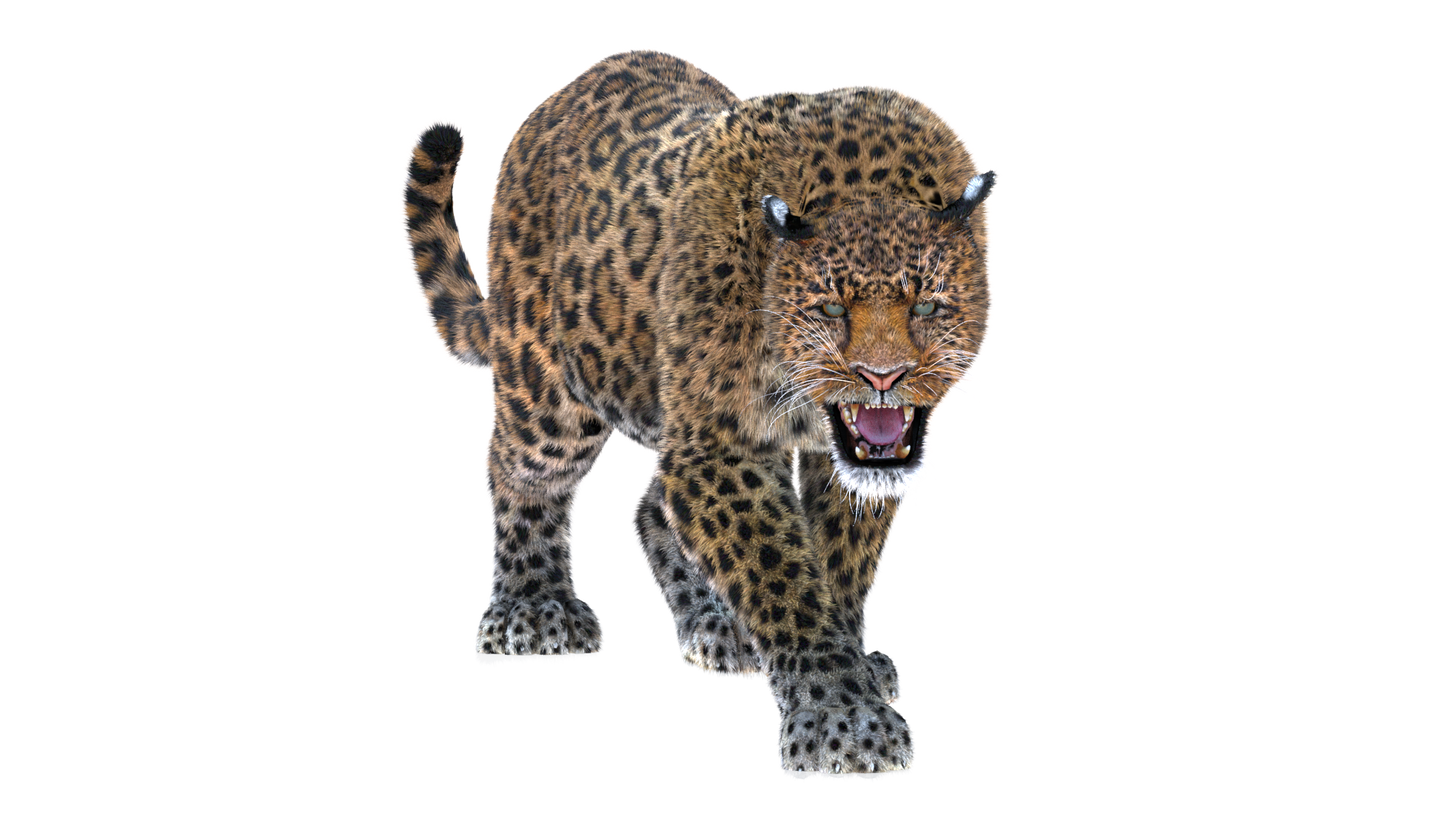 Leopard Animated Fur 3D Model