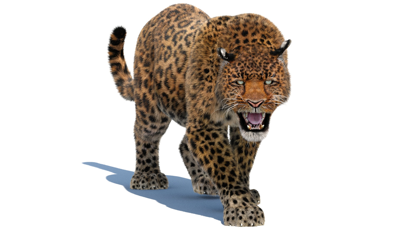 Leopard Animated Fur 3D Model