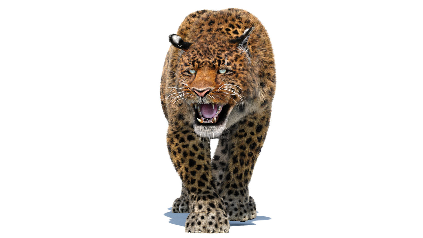 Leopard Animated Fur 3D Model