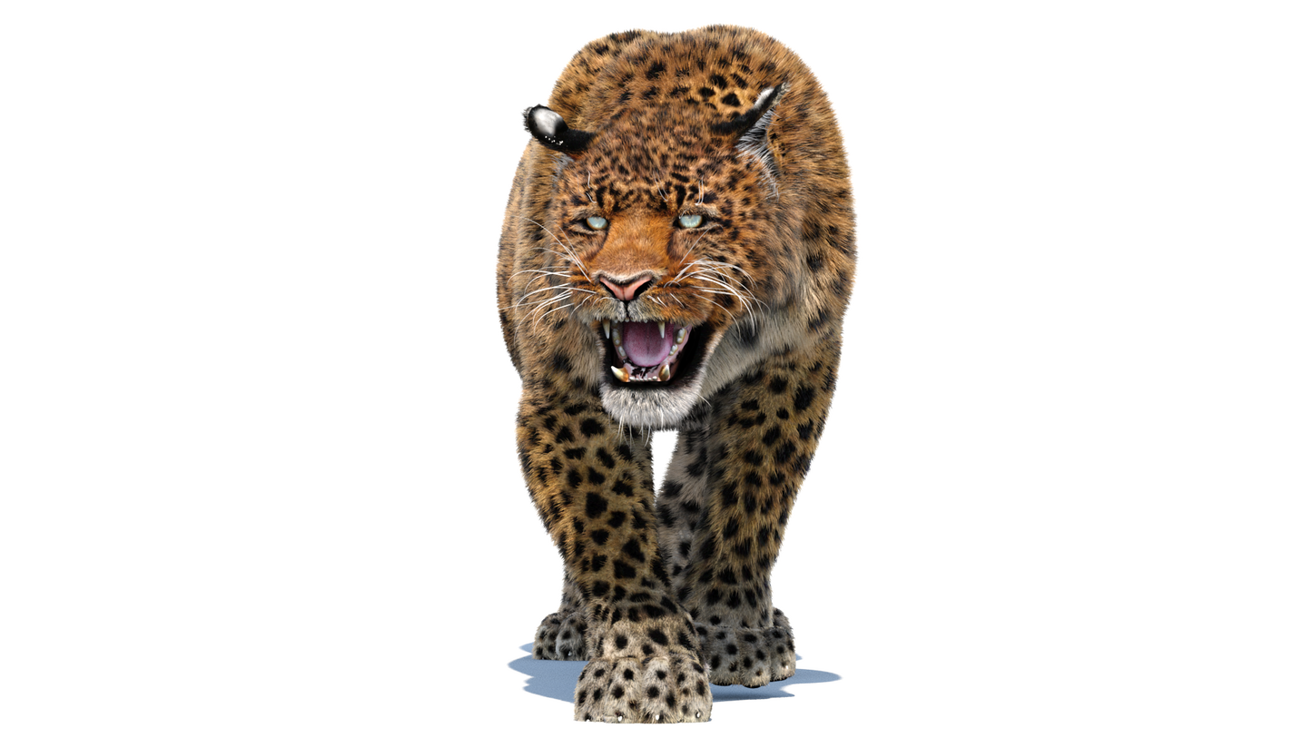 Leopard Animated Fur 3D Model