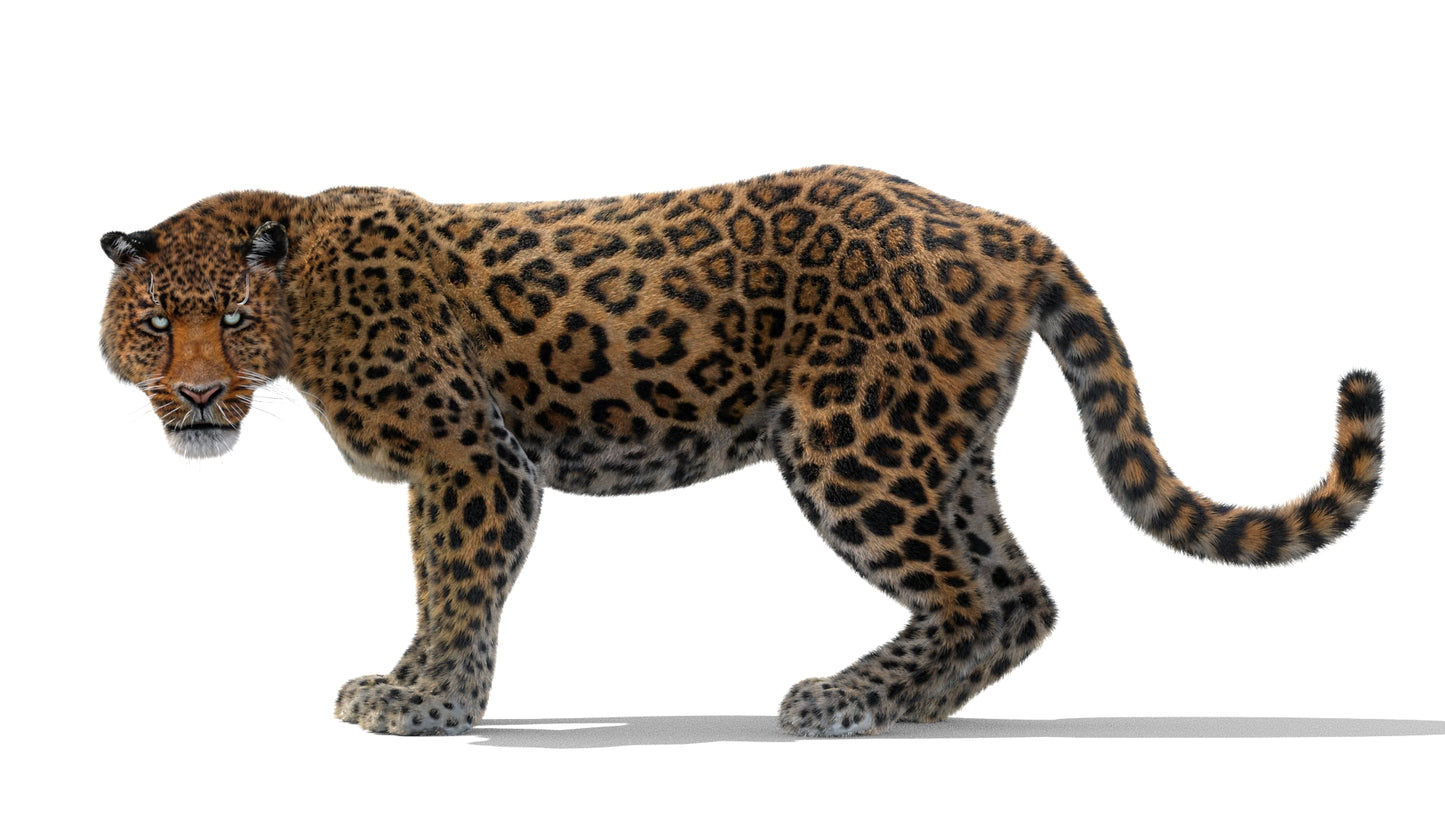 Leopard Animated Fur 3D Model