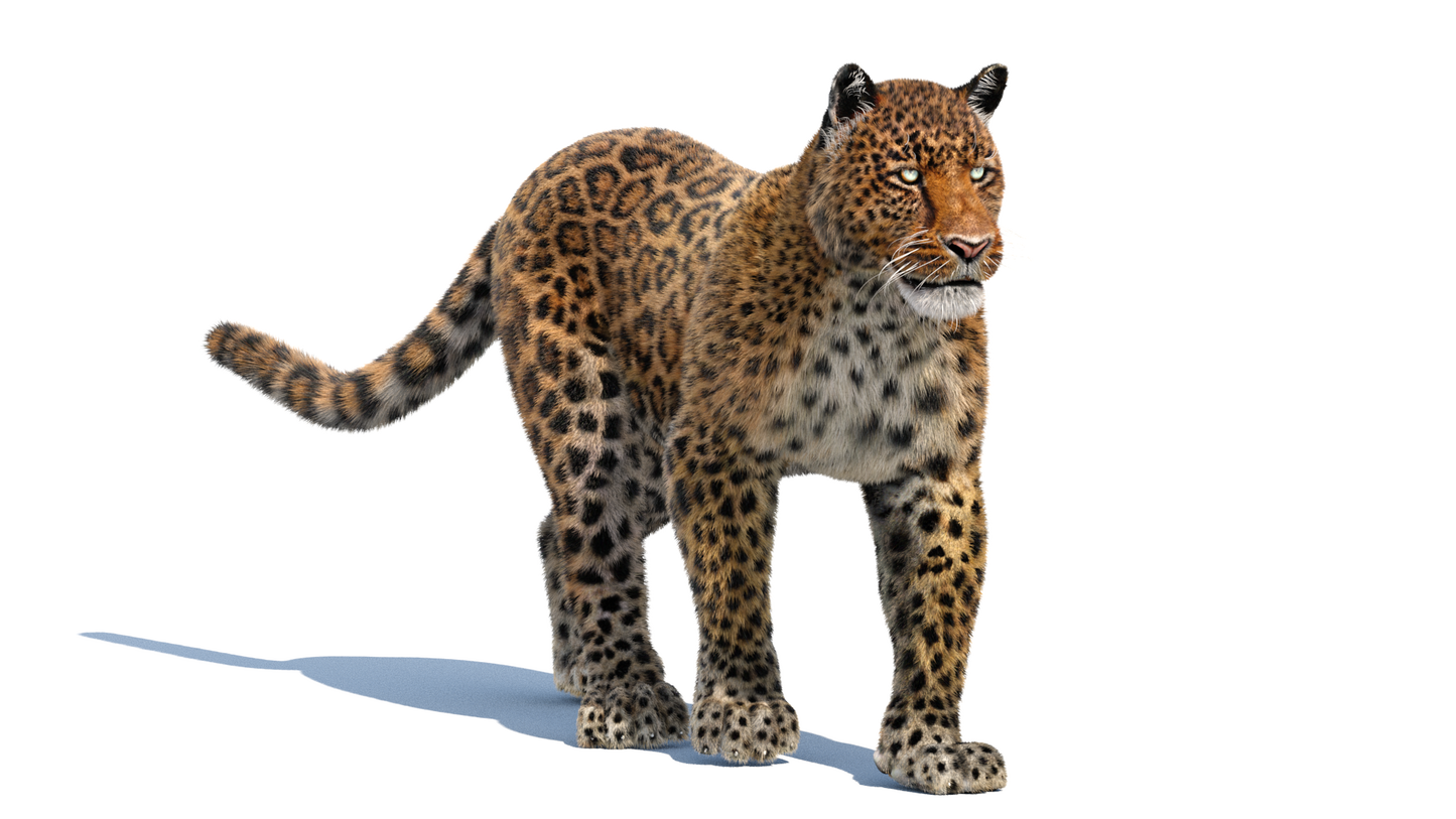 Leopard Animated Fur 3D Model