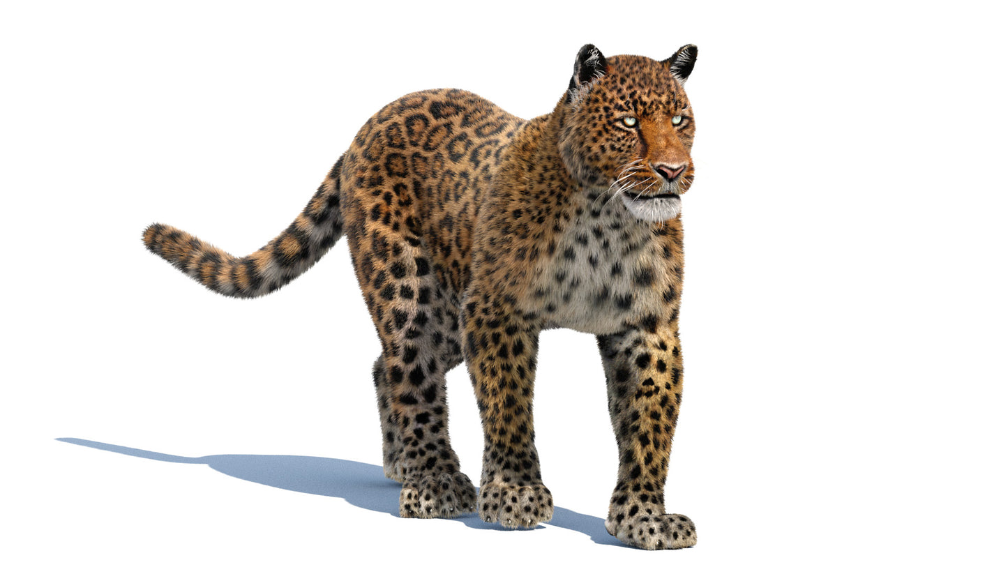 Leopard Animated Fur 3D Model