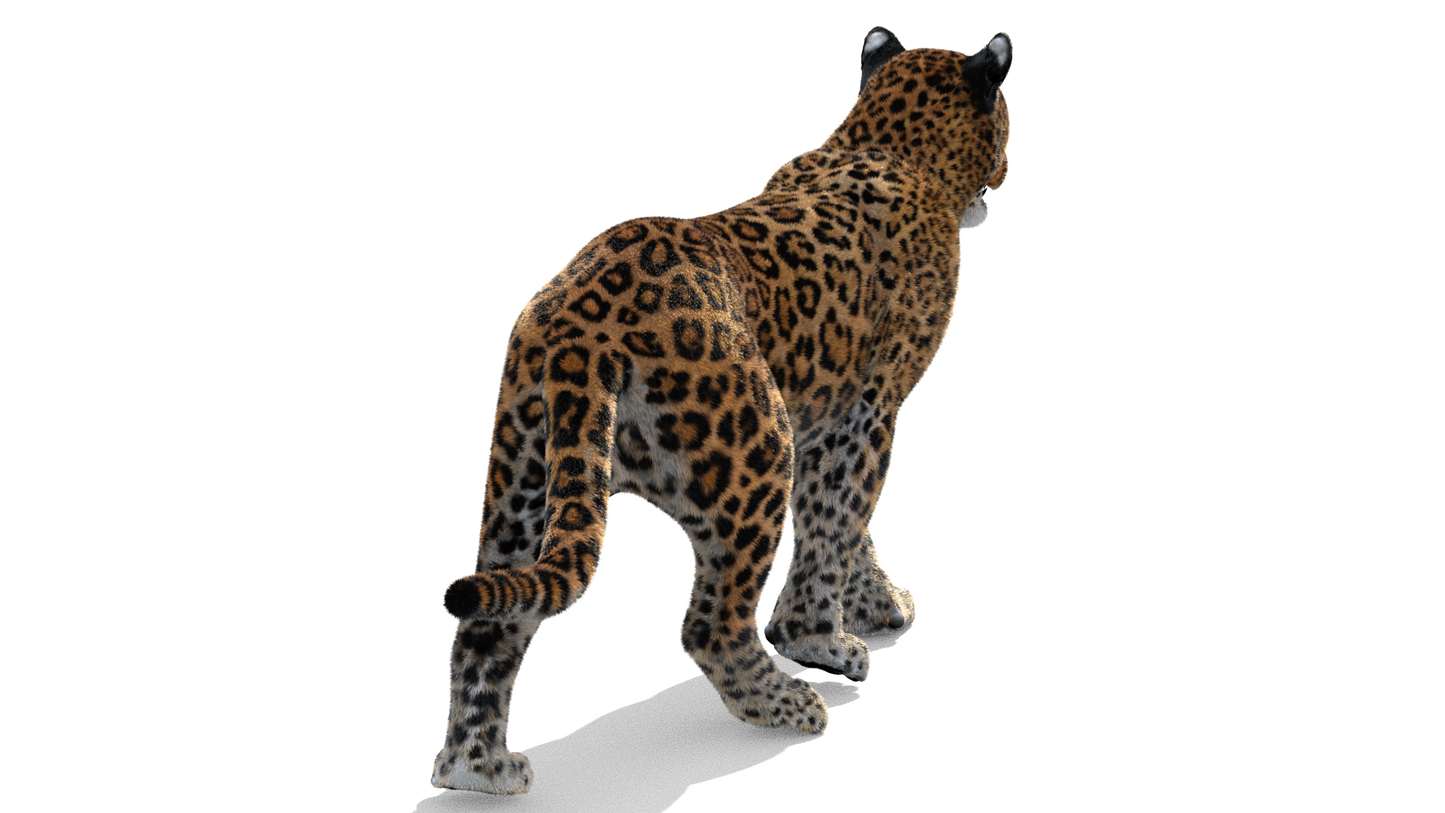 Leopard Animated Fur 3D Model