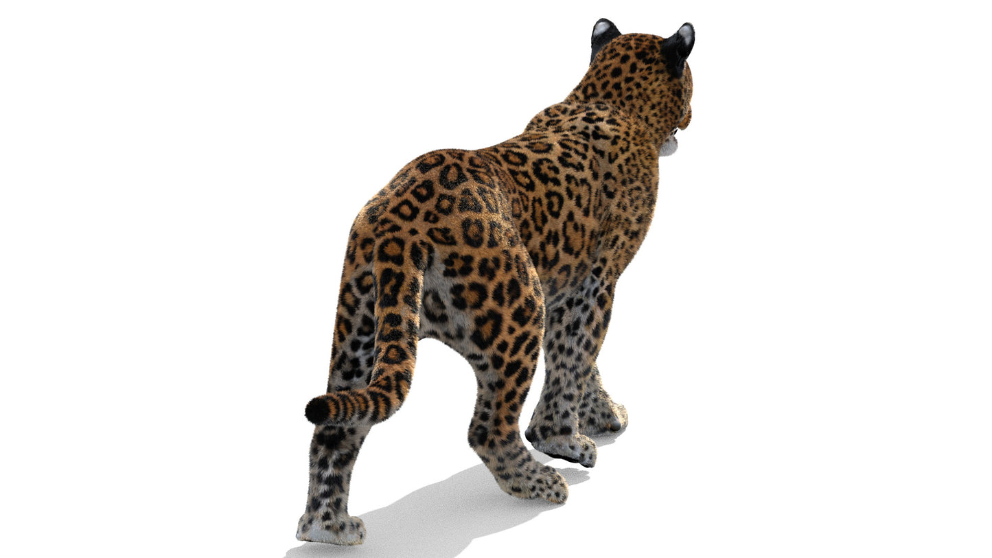Leopard Animated Fur 3D Model