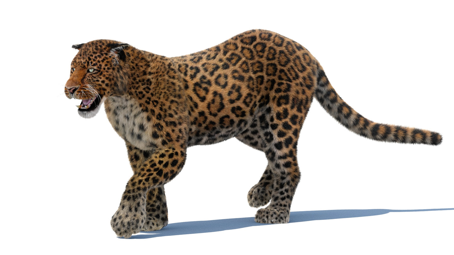 Leopard Animated Fur 3D Model