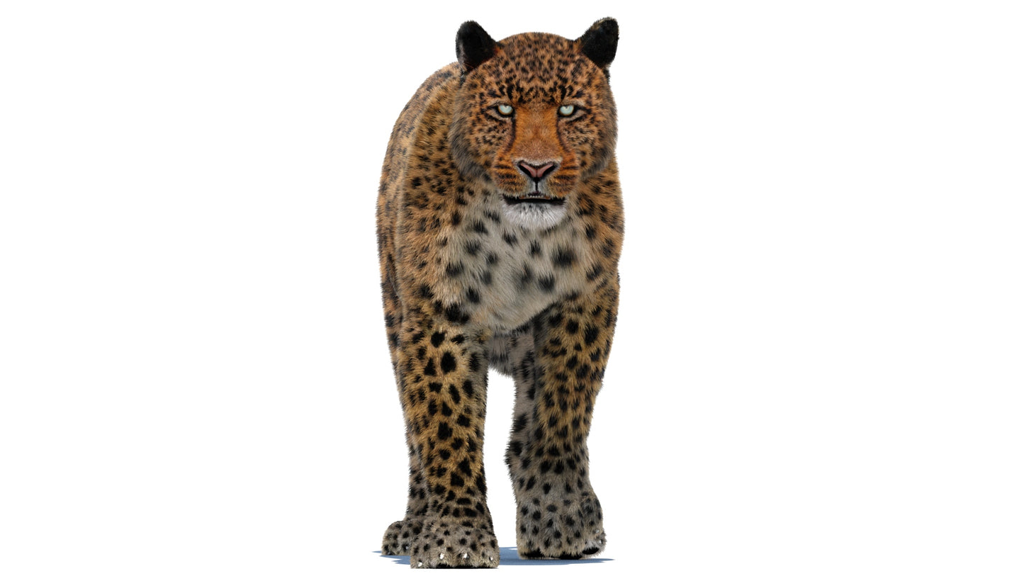 Leopard Animated Fur 3D Model