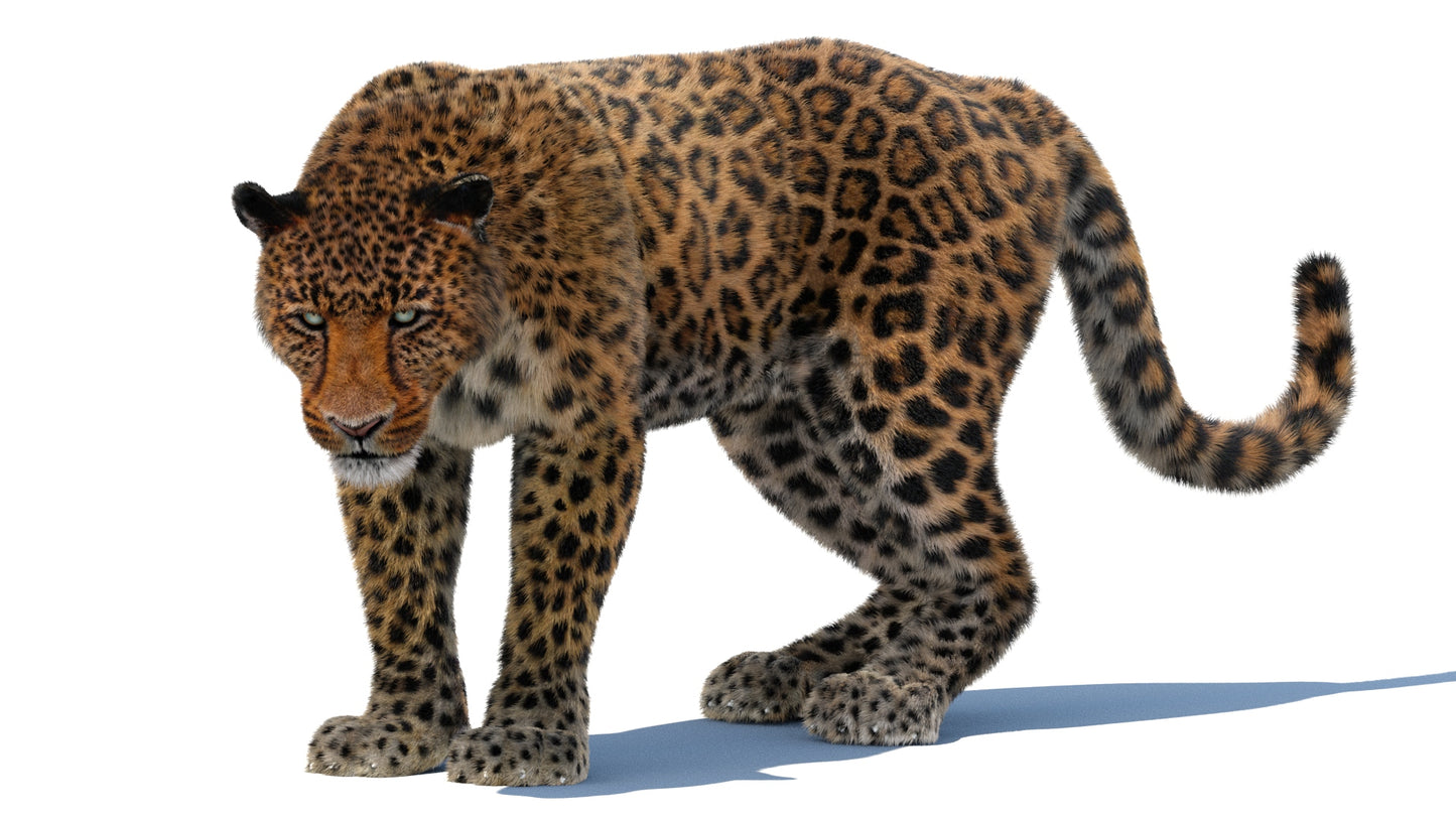 Leopard Animated Fur 3D Model