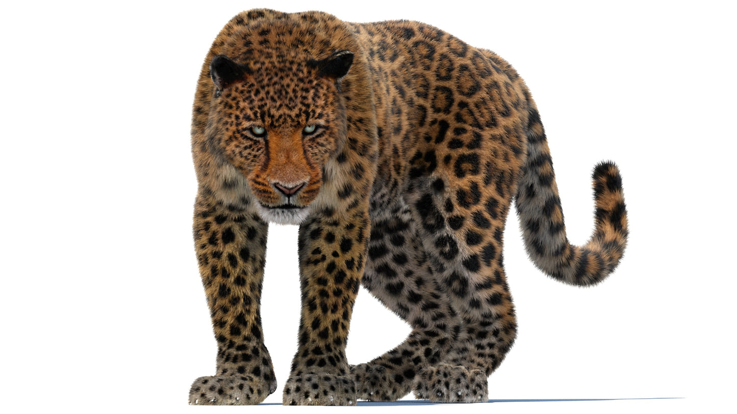 Leopard Animated Fur 3D Model