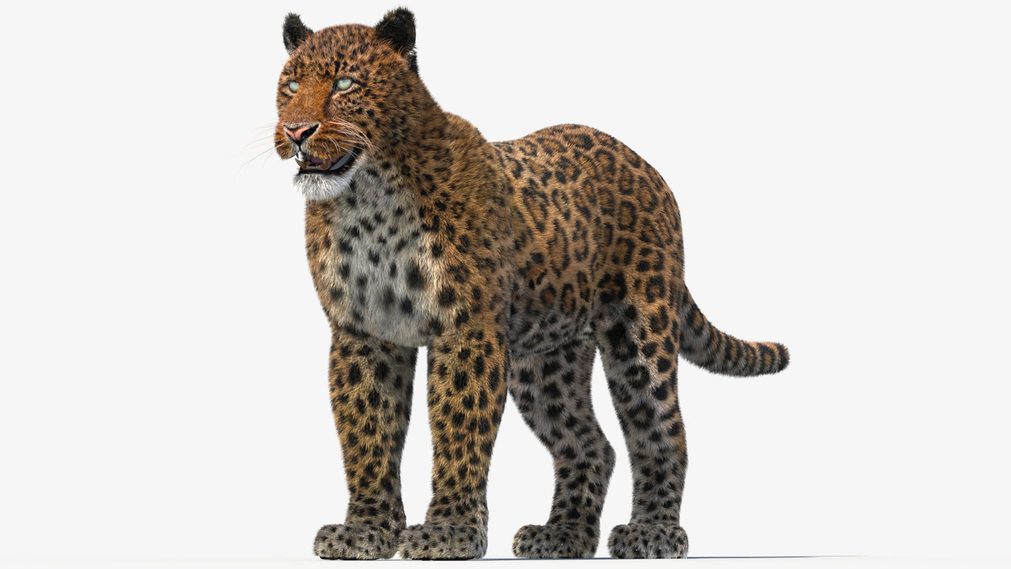 Leopard 3D Model with Fur