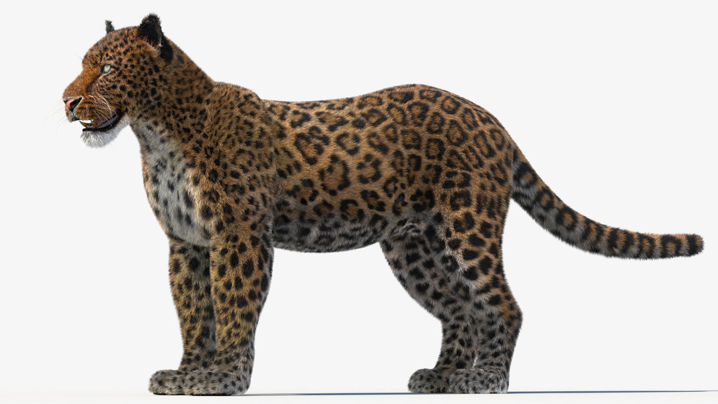 Leopard 3D Model with Fur