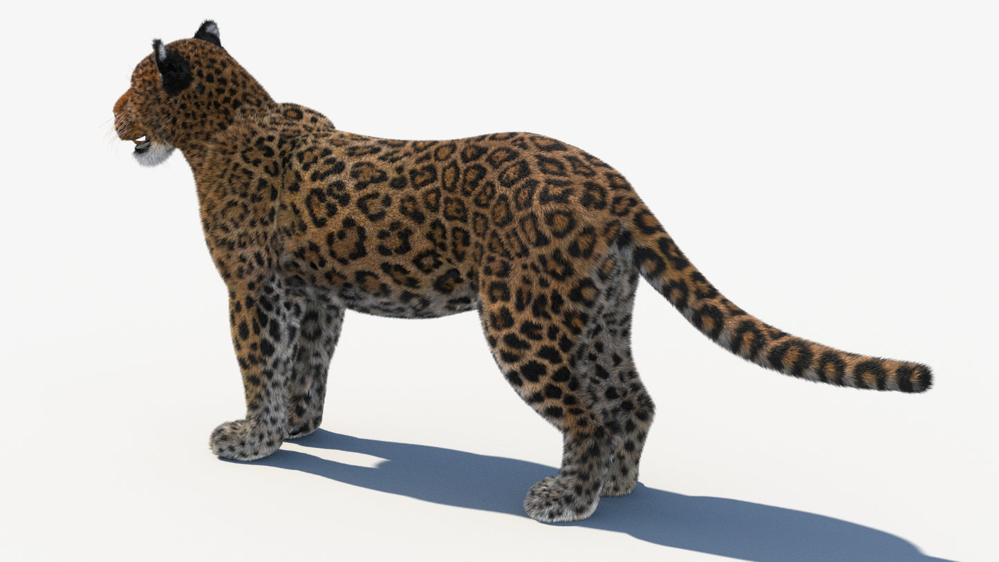 Leopard 3D Model with Fur