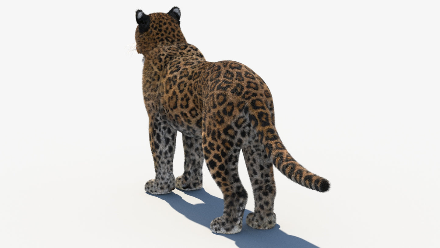 Leopard 3D Model with Fur