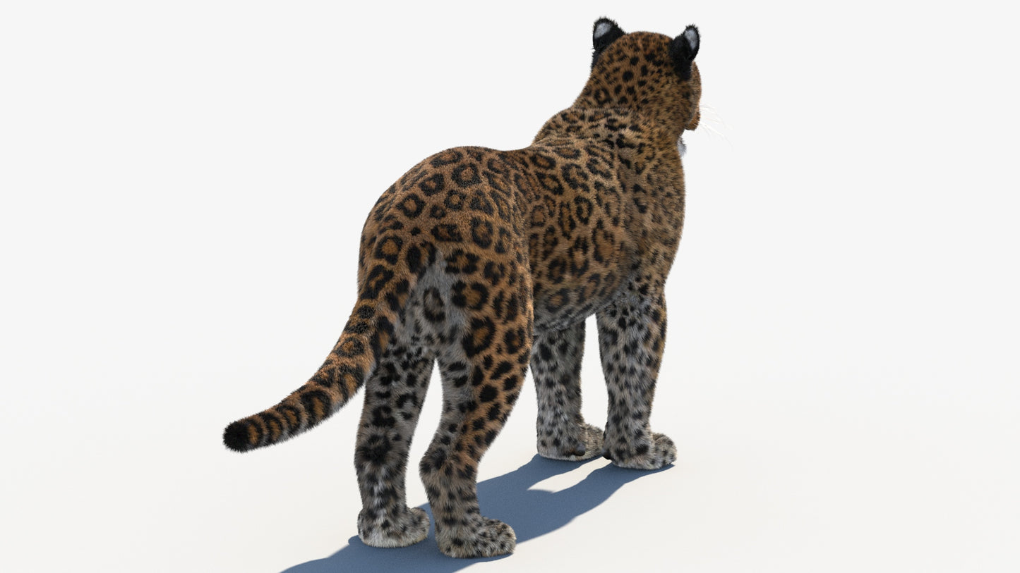 Leopard 3D Model with Fur