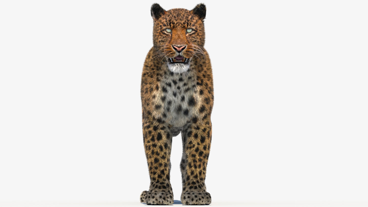 Leopard 3D Model with Fur