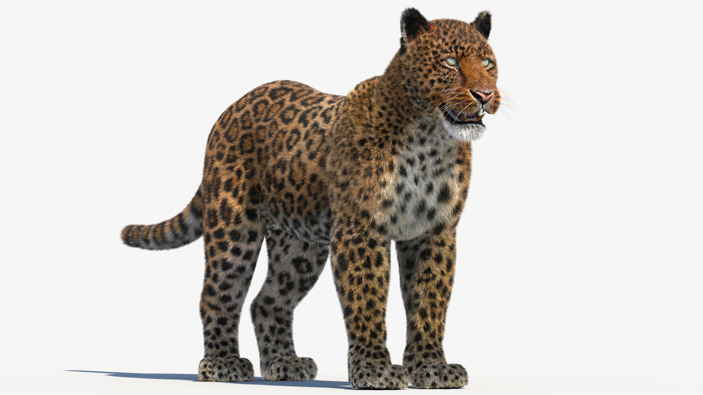 Leopard 3D Model with Fur