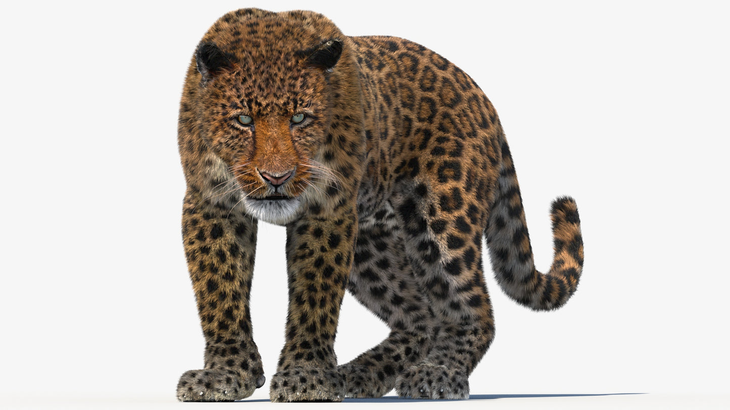 Leopard Animated Fur 3D Model