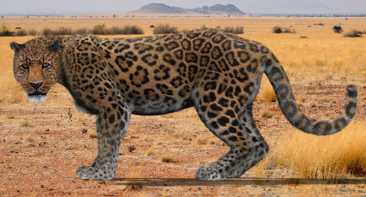 Leopard Animated Fur 3D Model
