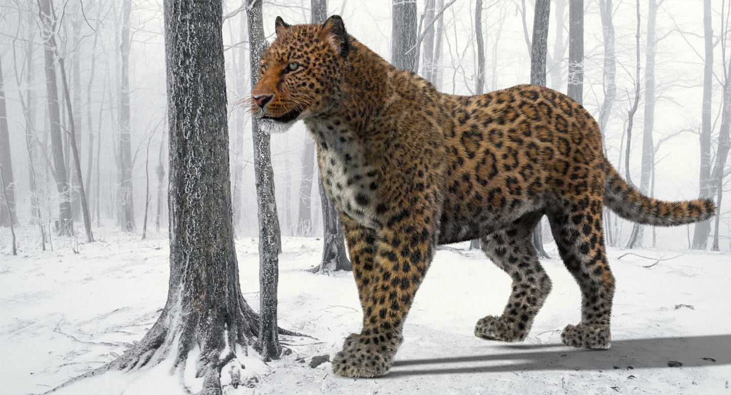 Leopard Animated Fur 3D Model