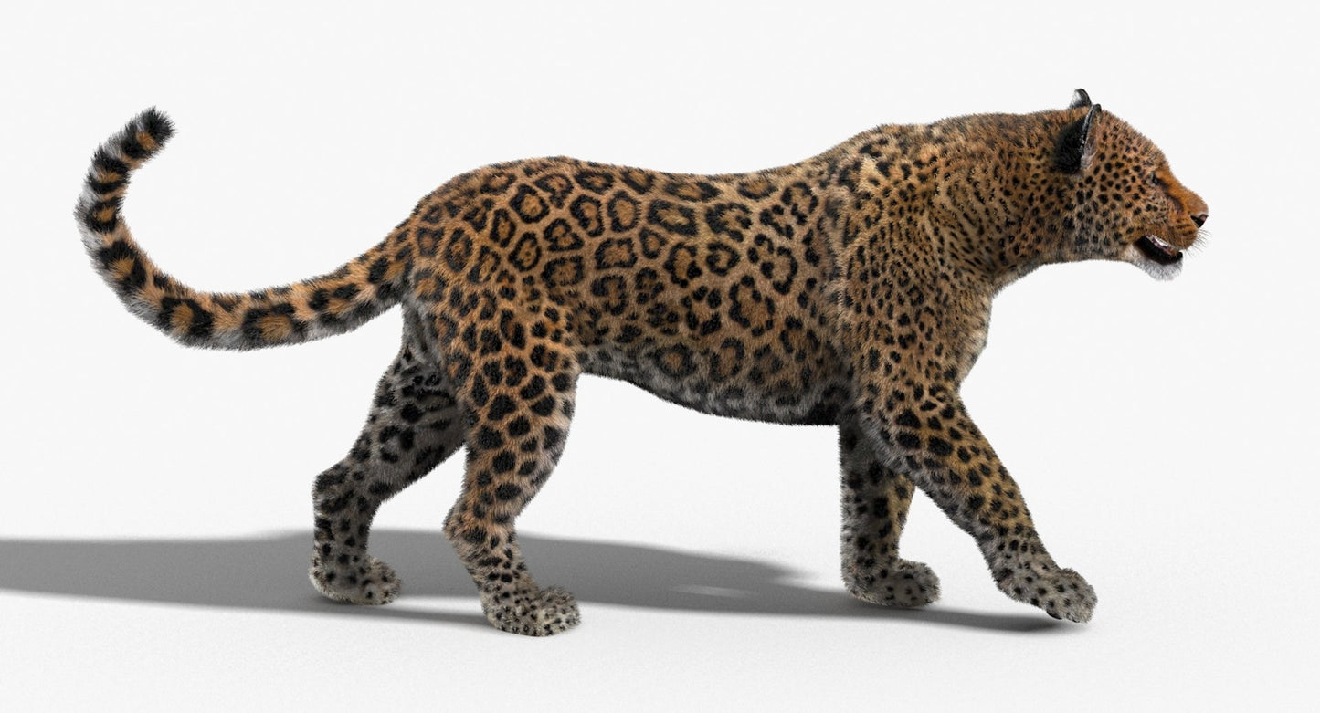 Leopard Animated Fur 3D Model