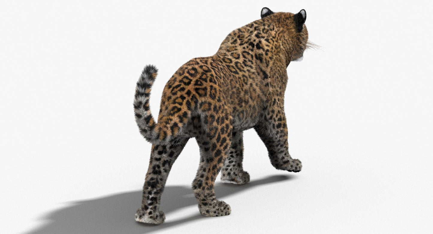 Leopard Animated Fur 3D Model