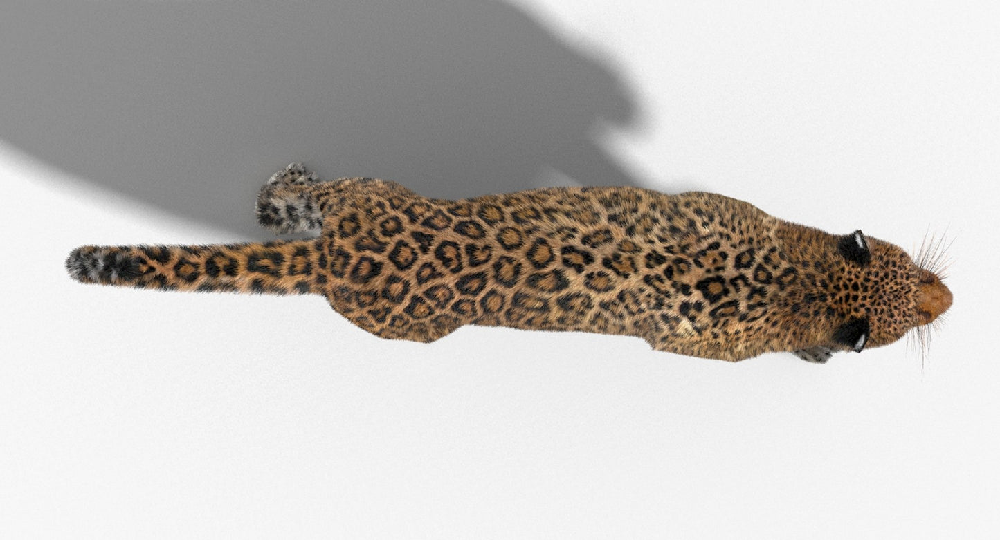 Leopard Animated Fur 3D Model