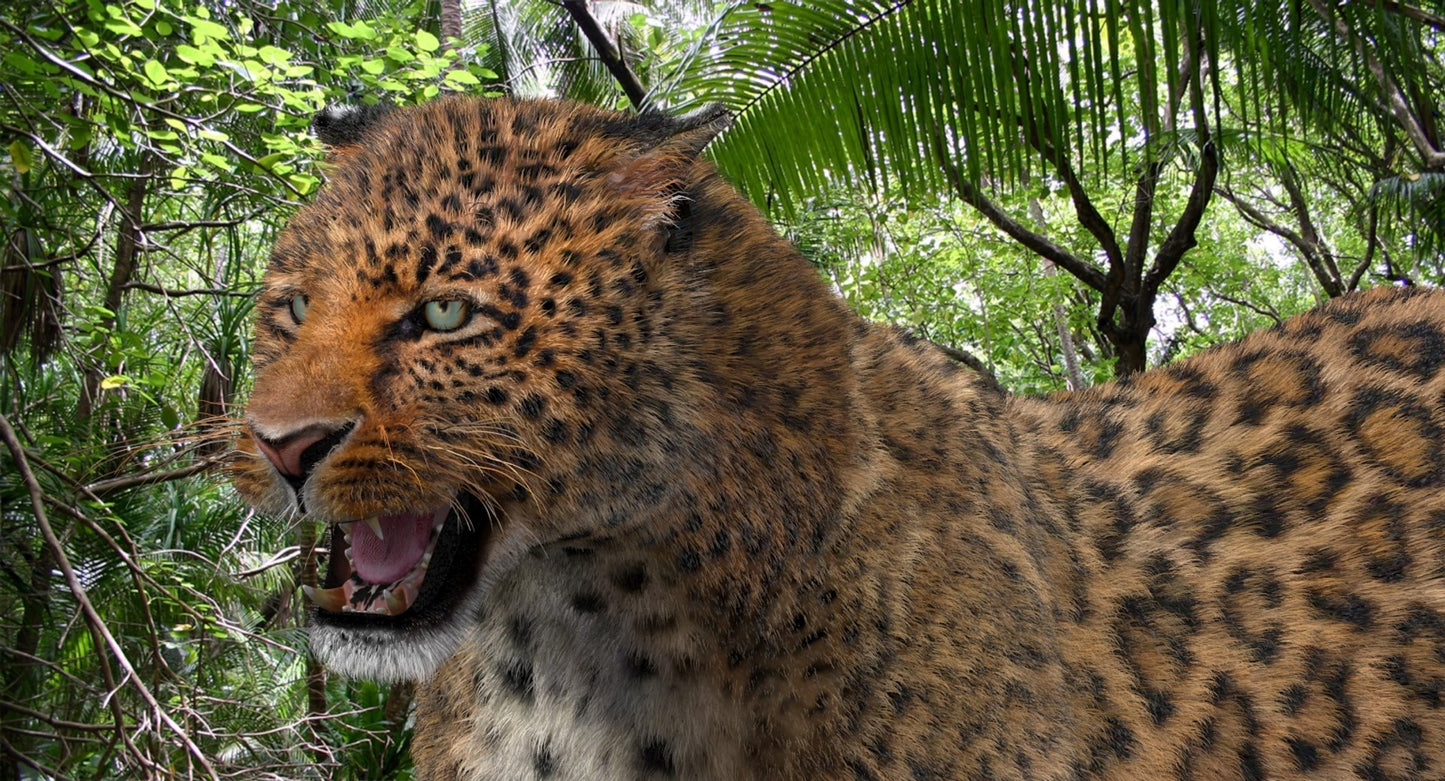 Leopard Animated Fur 3D Model