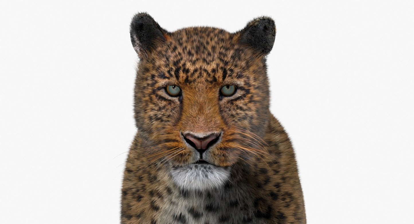 Leopard Animated Fur 3D Model