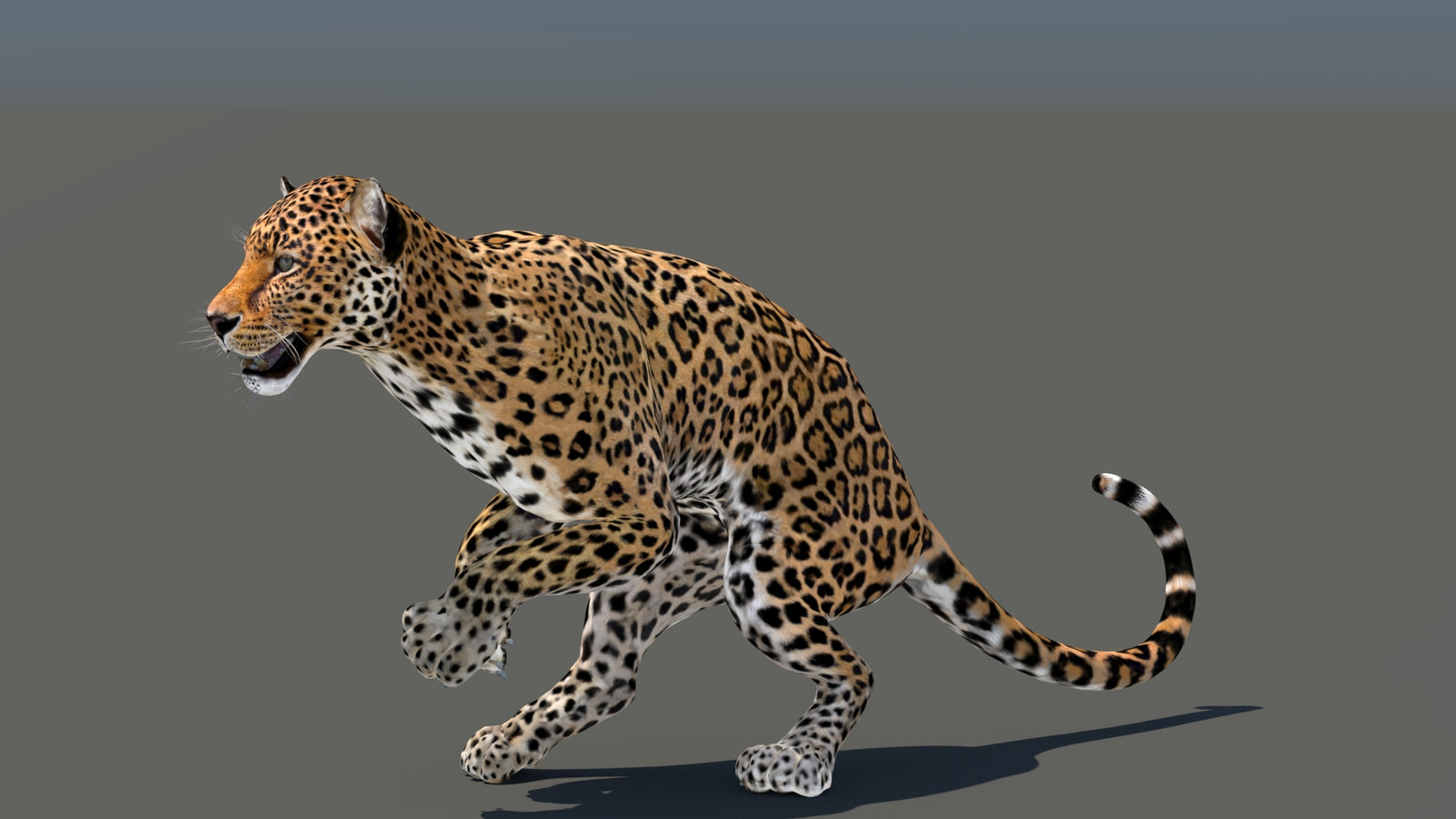 Leopard 3D Model Animated 360° view 5 frame 4