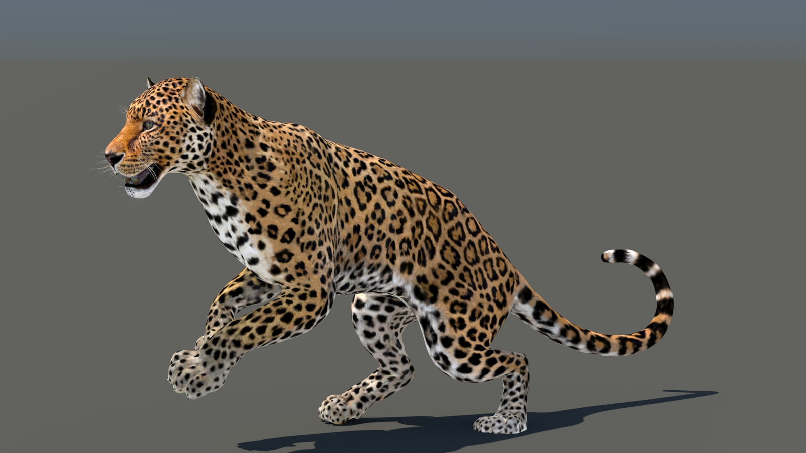 Leopard 3D Model Animated 360° view 5 frame 6