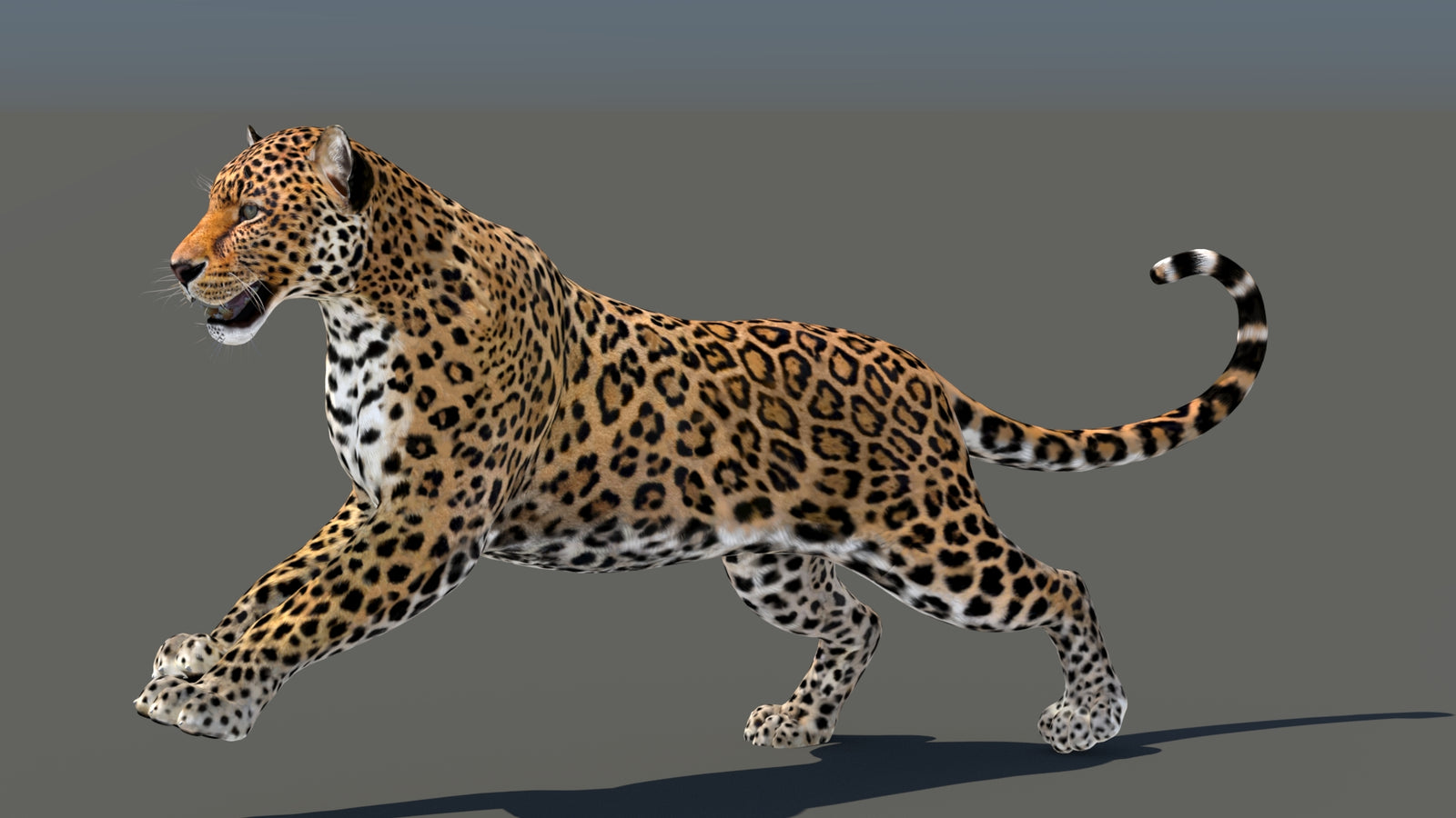 Leopard 3D Model Animated 360° view 5 frame 9
