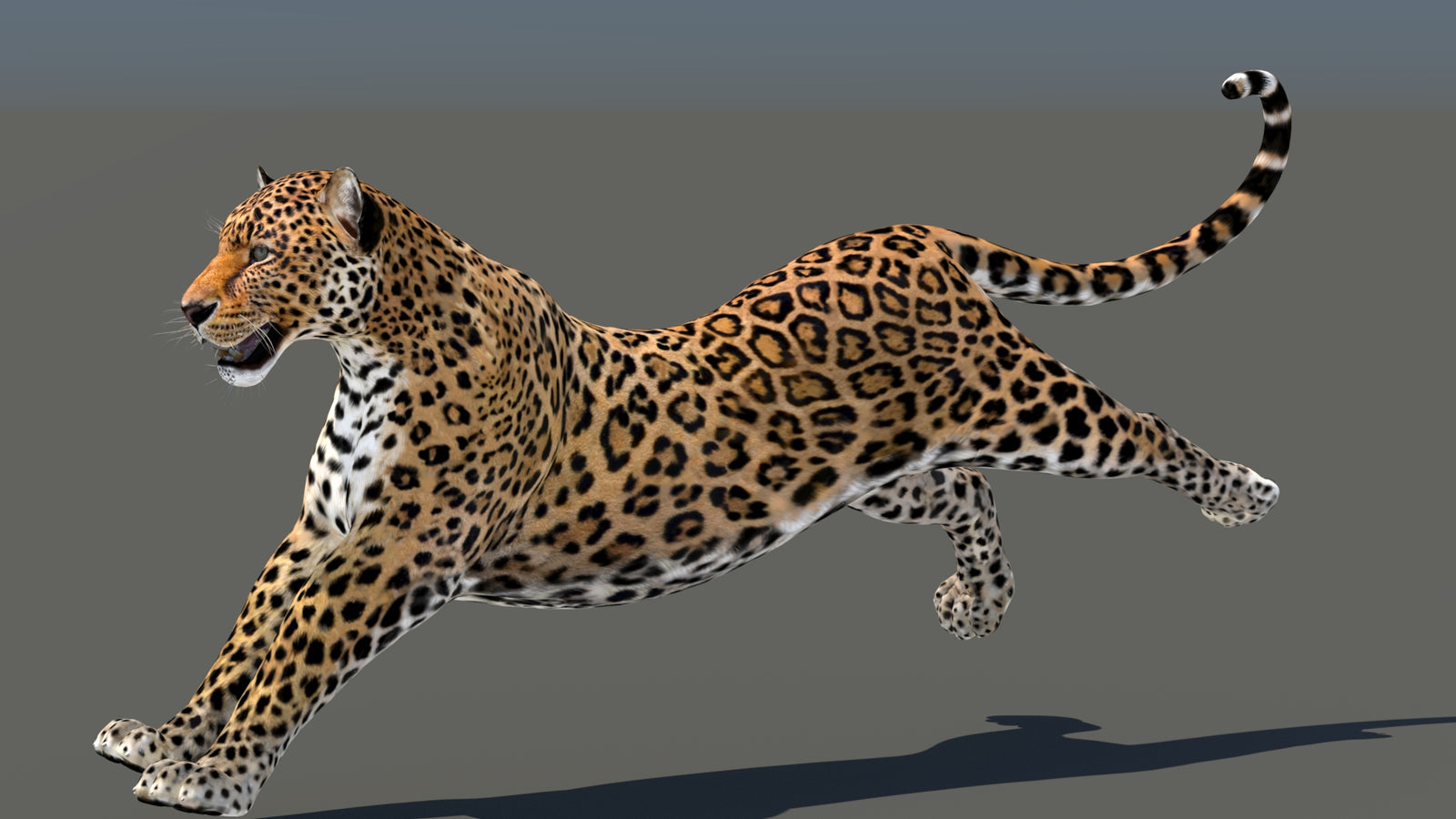 Leopard 3D Model Animated 360° view 5 frame 12