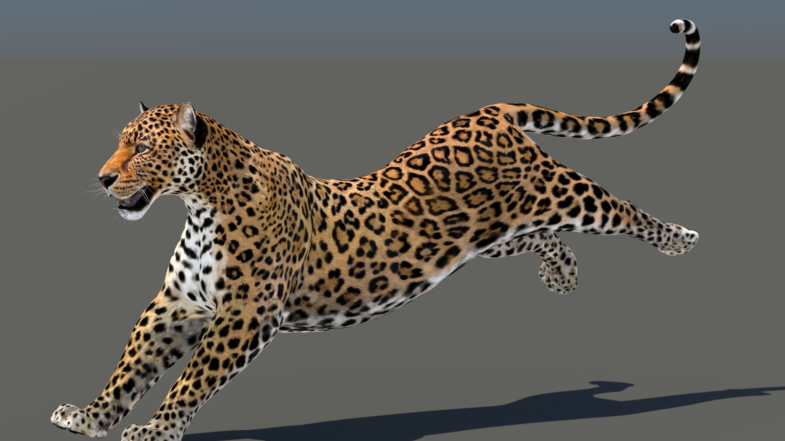Leopard 3D Model Animated 360° view 5 frame 13