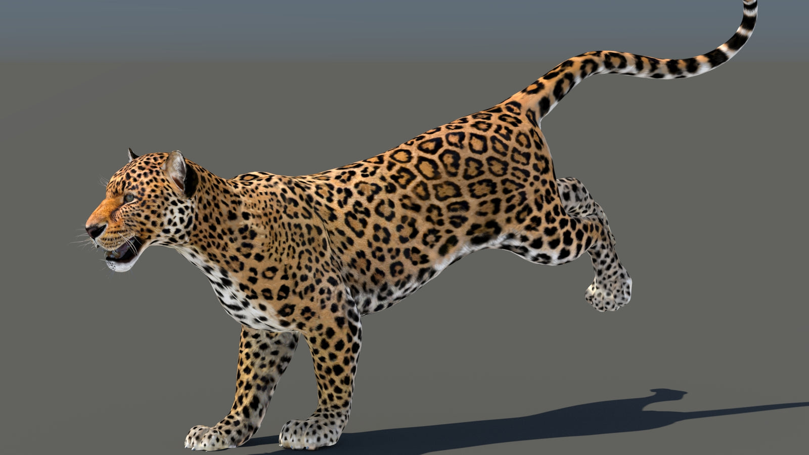 Leopard 3D Model Animated 360° view 5 frame 17
