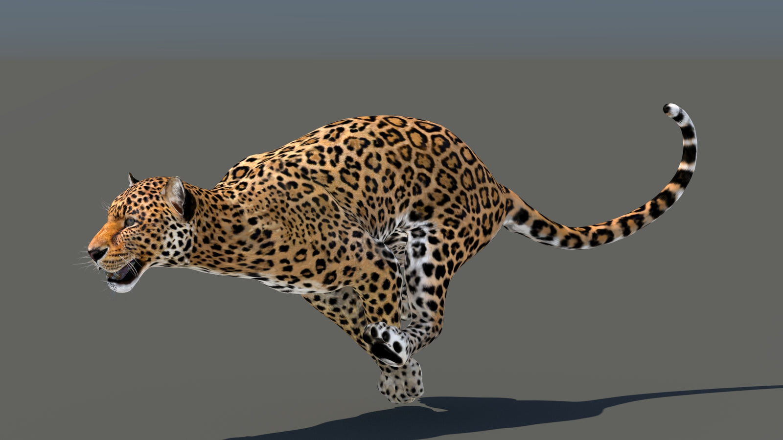 Leopard 3D Model Animated 360° view 5 frame 22