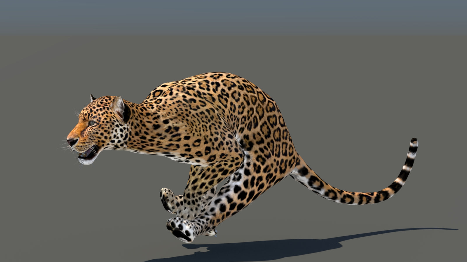 Leopard 3D Model Animated 360° view 5 frame 25